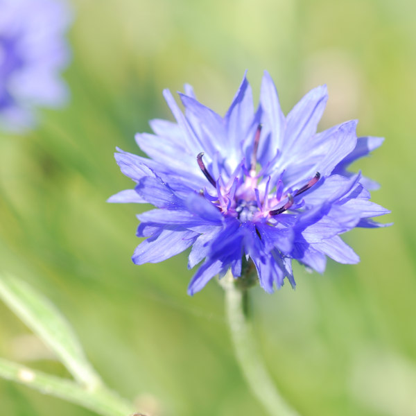 Fleur de bleuet