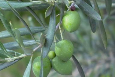 Olive sur l''arbre